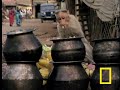 Spunky Monkeys
