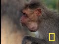 Spunky Monkeys Spunky Monkeys