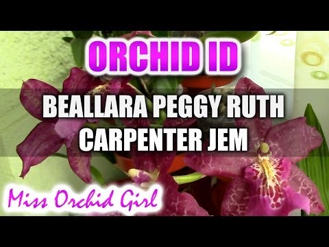 how to care for purple queen