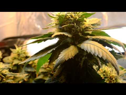 how to fertilize autoflowering cannabis