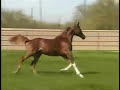 pur sang arabe (1) pur sang arabe (1)