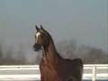 Pur Sang Arabe [1]