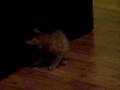 videos de Pogo Chases His Tail