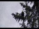 Eagle in Ketchican