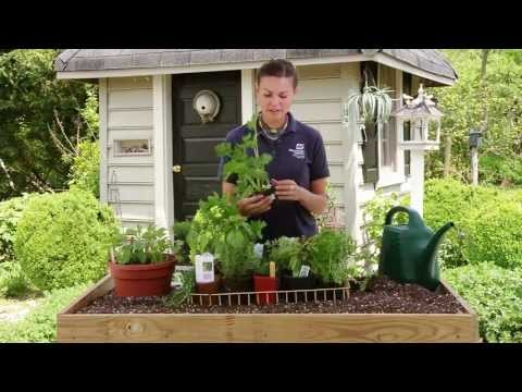 how to replant living herbs