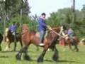 carrousel trekpaarden
