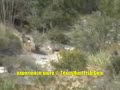 Texas Mule Deer Hunting at Stovall Ranch Day 1 Texas Mule Deer Hunting at Stovall Ranch Day 1