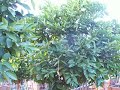 Citrus Moro Blood Orange Tree 36box.mov