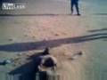 videos de cadavre au sud algerien.العثور على جثة في صحراء الجزائر