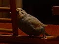 Buzzo is a cool budgie Buzzo is a cool budgie