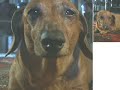 Animal Shelter Ad Animal Shelter Ad