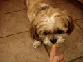 Hilarious dog eating eanut butter!!!!