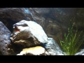 Video ansehen