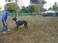 グレートデンでディスク YouTube