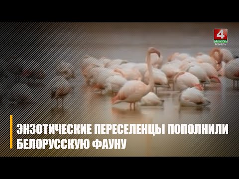 Тарантулы, пираньи, шакалы – около сотни видов экзотических переселенцев пополнили белорусскую фауну видео