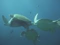 Rare Scuba Dive Video of Green Sea Turtles Mating in Maldives