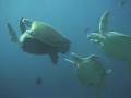 Rare Scuba Dive Video of Green Sea Turtles Mating in Maldives