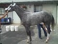 Wednesday Diary - Belmont Stakes Wednesday Diary - Belmont Stakes