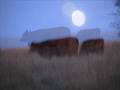 The Cows Are in the Moon Tonight  (a collaboration)
