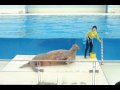 動物ねーちゃん