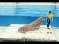動物ねーちゃん