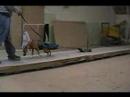 Betty pit bull weight pulling