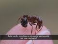 Mass of ants behaving as a fluid