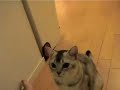 cat plays tissue paper ball cat plays tissue paper ball
