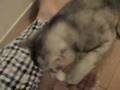cat-plays-tissue-pap