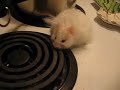 peter the hamster