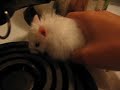 peter the hamster