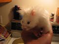 peter the hamster