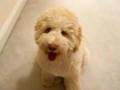 Labradoodle tricks