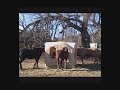 DUPLESSIS HORSE FEEDER