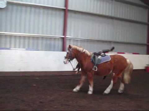 funny horse videos. Very Funny Horse Fall (10000