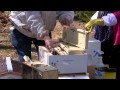 Putting Honey Bees in a Hive or Souper