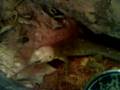 lizard