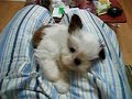 Ken the Dog Shih-Tzu