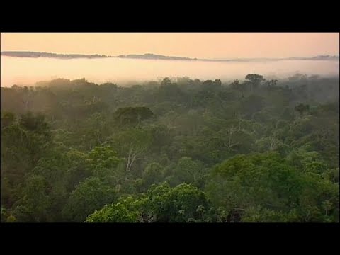 Amazonas-Regenwald könnte zur Savanne werden