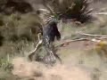 Gone Bad-The best Mountainbike crashes