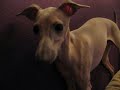 Griffin, Italiensk Vinthund