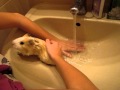 Видео - Как мыть морскую свинку?