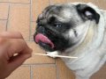 pug