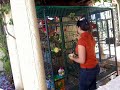 Pet Squirrel Monkeys playing