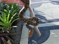 Sulawesi Yellow Head Retic