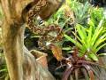 Sulawesi Yellow Head Retic
