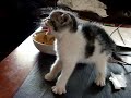 demon  kitten