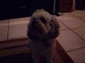 Funky Dog Dance - El baile del perro funky Funky Dog Dance - El baile del perro funky