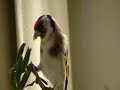 Darrrrek - Breeding carduelis major18