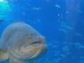 Giant Grouper Georgia Aquarium